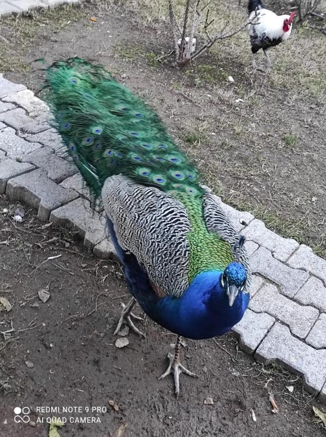 SaklıBahçe Pension Çıralı Exterior foto